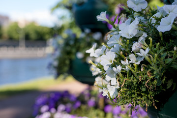 Colorful urban street flower bed with mixed pansies,petunias ,marigolds and other flowers in bloom adds color to the city garden landscape .pots of blooming paper flowers on lake bank over city lake