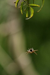 No fio da Aranha