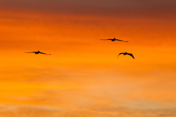 Fototapeta na wymiar Birds flying in the sunrise sky
