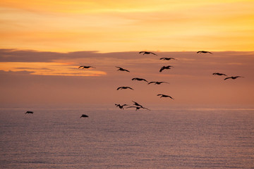 Birds flying in the sunrise sky