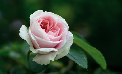 Graceful rose