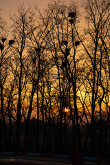 Pastel colors in the evening sky. Incredible warm yellows and oranges of the sky among the black tree trunks.