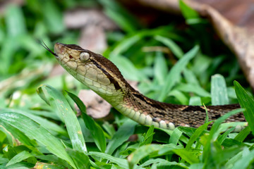 Highly Venomous Fer-de-lance (Terciopelo) Snake from Costa Rica