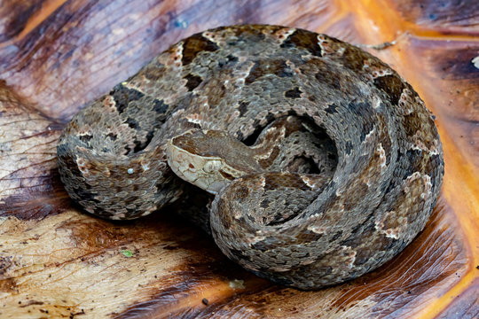 Highly Venomous Fer-de-lance (Terciopelo) Snake with parasites (ticks)