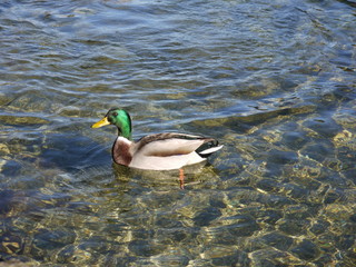 Enten auf dem Königssee