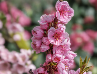 Peach blooming tree on a blurred background. Trees for gardens