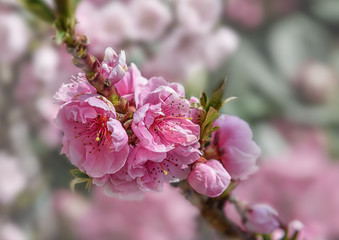Obraz premium Peach branch with bright pink flowers on a blurred background