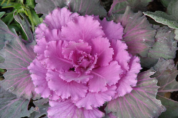 High angle close-up view of a purple cabbage flower plant