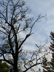 Dark shadow of a tree against a blue cloudy sky