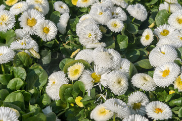 White Bellis perennis Twin. English Daisy flowers for home, parks