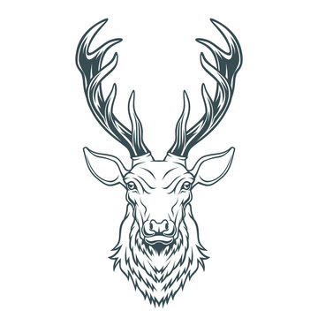 Deer head. 