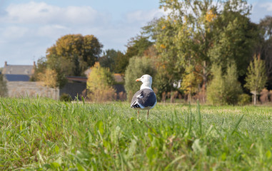 Seagull landed in a field in Brittany