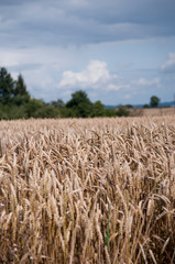 Champs de blé doré avant la moisson. Golden wheat fields before harvest.