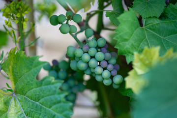 Grapes on a grapevine in my garden.