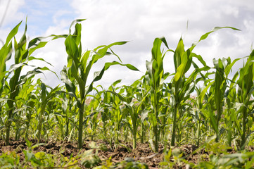 France. agriculture. champs de maïs mûr. ripe corn fields.