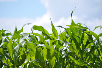 France. agriculture. champs de maïs mûr. ripe corn fields.
