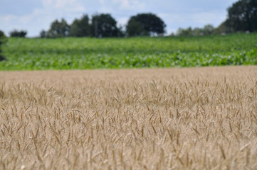 Champs de blé doré avant la moisson. Golden wheat fields before harvest.