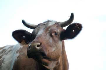 France; La tête d'une vache marron en gros plan. The head of a brown cow close up.