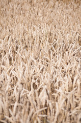 Champs de blé doré avant la moisson. Golden wheat fields before harvest.