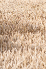 Champs de blé doré avant la moisson. Golden wheat fields before harvest.
