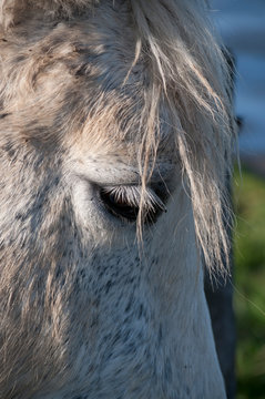 Cheval blanc en gros plan.  White horse close up.