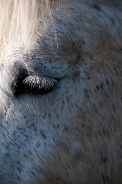 Cheval blanc en gros plan.  White horse close up.