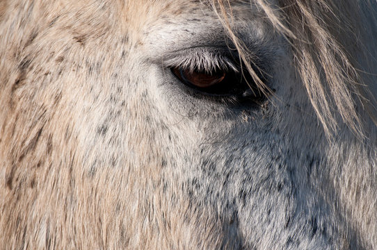 Cheval blanc en gros plan.  White horse close up.