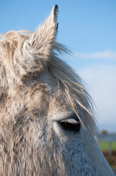 Cheval blanc en gros plan.  White horse close up.