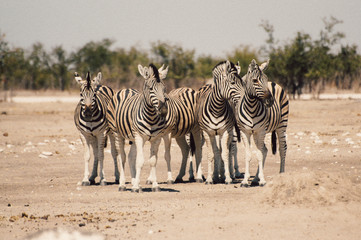 Fototapeta na wymiar zebras posing in Namibia (Africa)