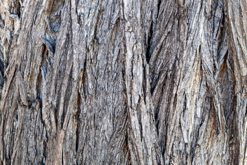Close Up Tree Bark Texture