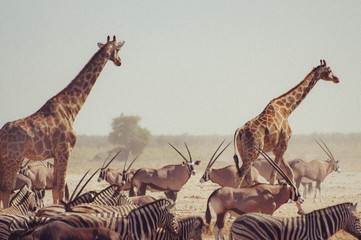 giraffes walking in front of oryx and zebras in Namibia (Africa)