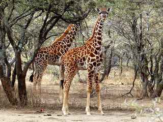 African Giraffe (Giraffa camelopardalis) Landscape Serengeti National Park Tanzania Africa