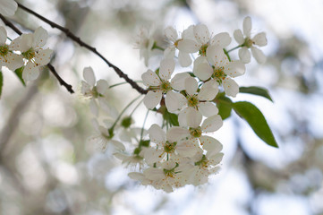 soft focus of beautiful blooming white cherry branch with flowers in sunny garden