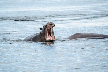 Fototapeta premium Hippopotamus who's showing his anger carves while enjoying the river.