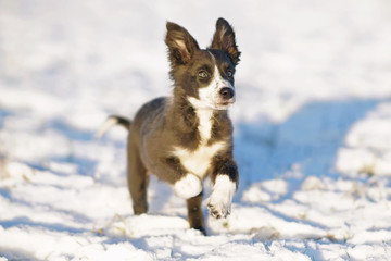 Playful blue and white Border Collie puppy running outdoors on a snow on sunset in winter