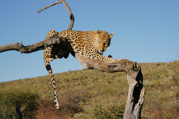 leopard hanging on tree branch