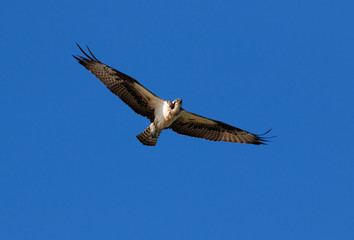 Ospray (Pandion haliatus)  Flying in Blue Sky, Galveston, Texas, USA