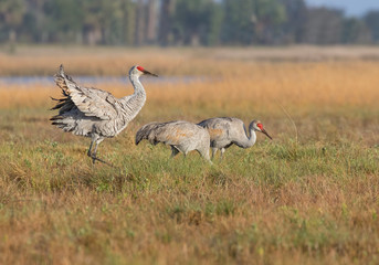 Sandhill Cranes (Grus canadensis) stroll through a meadow asthey forage for food, Galveston, Texas, USA