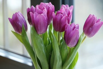 Rosa Tulpen stehen in einem Blumentopf. Der Blumentopf steht vor dem Fenster.