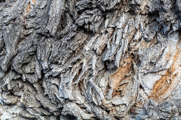 Close Up Tree Bark Texture