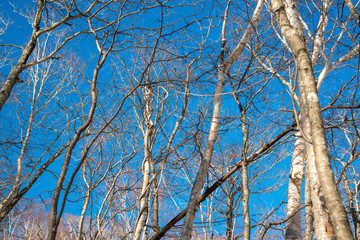 白樺と青空