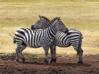 Naklejka premium Zebra Couple near a waterhole Tarangire National Park Tanzania Africa