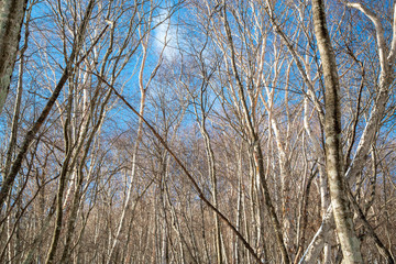 白樺の木と青空