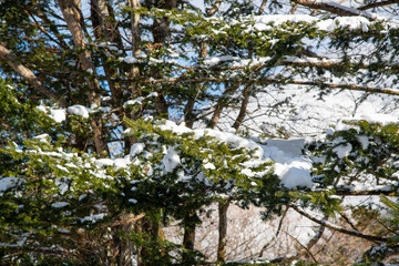 雪が積もったモミの木　クリスマスツリー