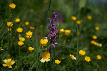 SUISSE-VIEW Photography