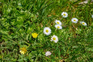 SUISSE-VIEW Photography