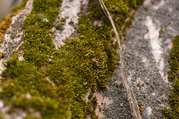 Green moss on walnut bark closeup. Stock photo of walnut tree bark and forest green moss.