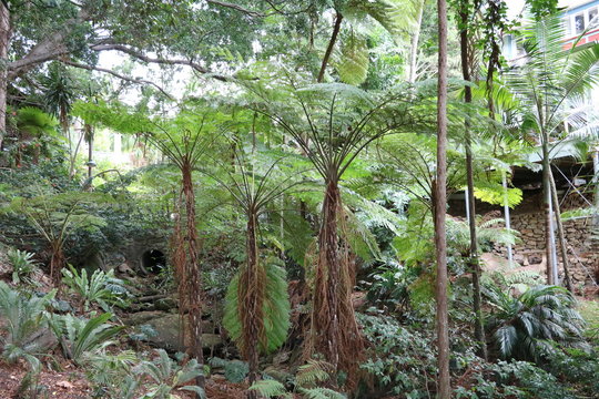 Tree ferns at Cremorne Point Sydney in Australia
