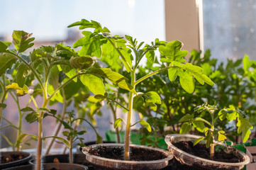 Tomato seedlings on the windowsill under the bright spring sun