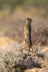 Meerkat family